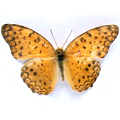 Common leopard Atella phalantha1